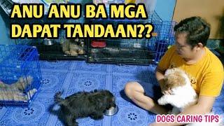 PAANO MAG ALAGA NG 2MONTHS OLD SHIH TZU PUPPIES( 3months old na mga PANGO )