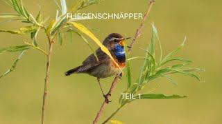 Die Vogelfamilie der Fliegenschnäpper Teil 1