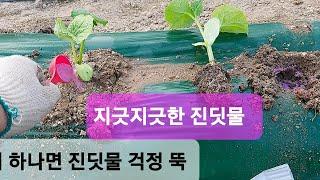 진딧물걱정끝 진딧물안생기는방법 진딧물약 농사유튜브 농사정보통