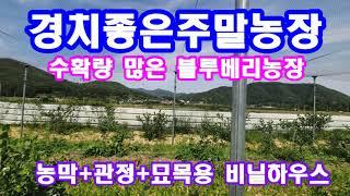 주말농장매매 경치좋은 토지로 현 블루베리농장입니다(포항부동산)