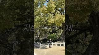 후쿠오카 꼭 가봐야하는 여행지 다자이후