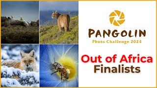 Wildlife Photography From Around The World | Pangolin Photo Challenge