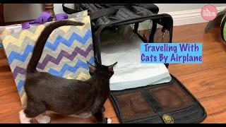 Traveling By Plane With Your Cat