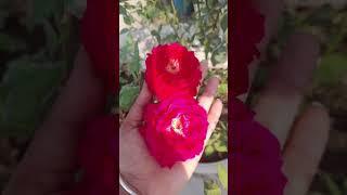 # mini garden tour with blooming flowers  🪴 #nature #outdoor #plantcare #naturesounds