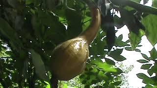 Eating gourds and squash