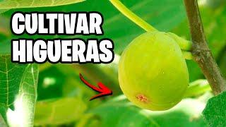 Como CULTIVAR HIGUERAS con Éxito!  La GUÍA COMPLETA | La Huerta de Ivan