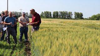 AgweekTV: Wheat Crop in Northwest MN - Cereal Crops Tour