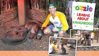 Learn About Kangaroos With Ozzie | Educational Video For Kids About Australia’s National Icon