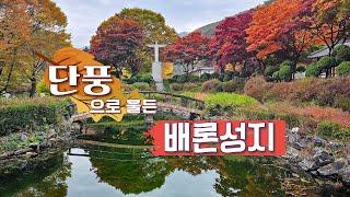 단풍으로 물든  배론성지 -구경도 하고 성지 역사도 알아보기(2024. 11.1)#배론성지가을단풍#황사영토굴#성요셉신학교#최양업신부#마음을비우는연못#인생미로#천주교원주교구순례길