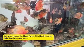 Fish Shop Tour (Ep02) : Hybrid fishes like the Parrot Cichlid and the Flowerhorn!