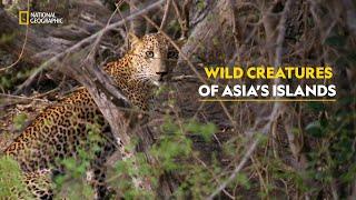 Islands of Wonders | Asia's Wild Secrets | हिंदी | Full Episode | S1 - E3 | Nat Geo Wild