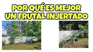 CORTE 2 DE MIS ARBOLES FRUTALES!!!VENTAJAS DE LOS INJERTOS