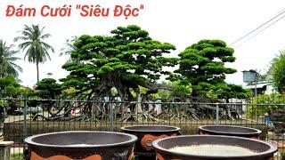 Đám Cưới Siêu " Độc Lạ " BonSai Phù Mỹ Bình Định.Ngày 02.11.2024