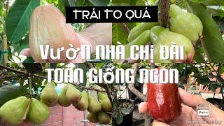 Ghé Thăm Chị Đài Phát Hiện Toàn Giống Ngon Trong Vườn Nhà Chị tt770