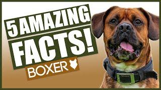 BOXER DOG FACTS! 5 Incredible Facts About The Amazing Boxer Puppy!