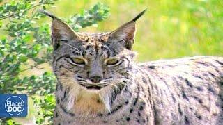 Iberian Lynx Documentary | Part 2