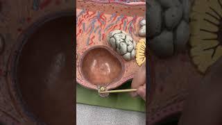 Anatomy of the Ovary & Ovarian Follicles