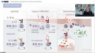 Endogenous IL 1 receptor antagonist restricts healthy and malignant myeloproliferation