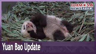 Panda cub Yuan Bao reacting to light at 71 days old