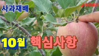 [사과재배] 10월 사과밭 핵심 관리 /종합