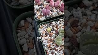 The Lithops Go Marching 2 by 2! 