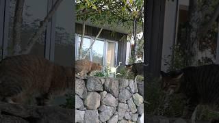 공공의적이 나타나면 안싸워요 #길고양이