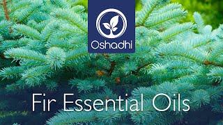 Fir Essential Oils | Essential-Oil-Plant Portrait by Dr. Malte Hozzel