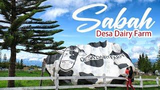 【Sabah Travel】 Desa Dairy Farm 2022 | Kundasang | Sabah