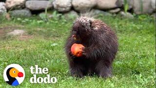 Wild Porcupine Demands Fresh Fruit Until His Paw Heals | The Dodo