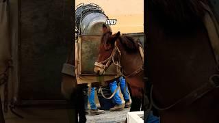 Mules of Amalfi: Amalfi Coast's Old Tradition & New Life