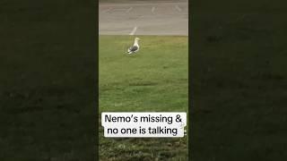 He knows something #crime #nemo #funny #lol #sir #silly #seagull