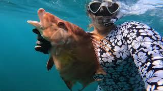 Spearfishing South Florida 2024