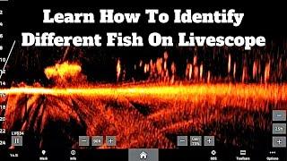 Learning to Identify Bass and other Species on LIVESCOPE