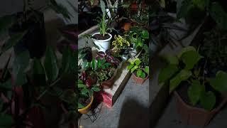 Highlight 2:19:02 - 2:24:02 from swapan terrace gardening flowers,frouts & vegitable plants, balcony