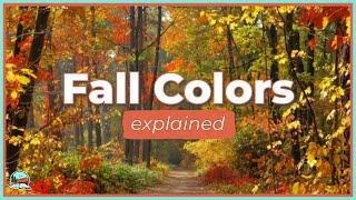 Why Leaves Change Colors in the Fall