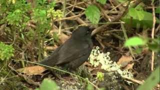 Darwin's (Medium Ground) Finch. Дарвинов (ср.земляной) вьюрок (1662sp)