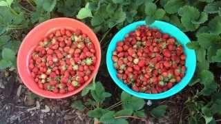 Growing strawberries in wood chips and grow box / raised bed