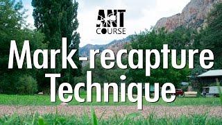 Ant Course Presents: Mark-recapture Technique