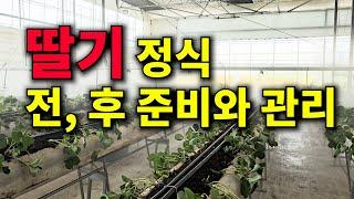 딸기 정식 전 후 준비와 관리