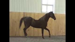 3 Saraha's Filly & 4 Bubble's Filly