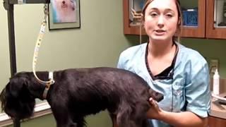 Pet Stylist (Groomer), Career Video from drkit.org