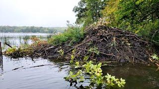 These Lakes are Over-run with BEAVER! (Nuisance Beaver)