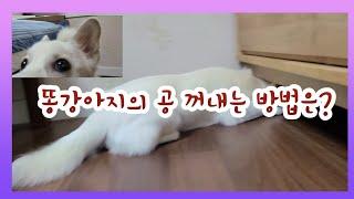 KOREA | 쫀득이가 밑으로 들어간 날!