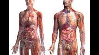 Anatomy and Physiology of Human Body