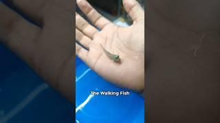 The Walking Fish  #shorts #ytshort