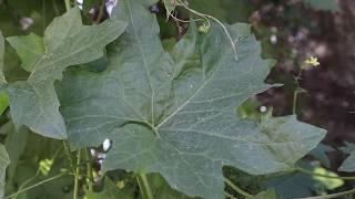 WHITE BRYONY (Bryonia alba)