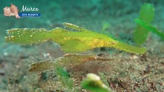 Robust Ghost Pipefish (Solenostomus cyanopterus) - Murex Dive Resorts