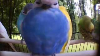 Parakeet Series: Fat Parakeets