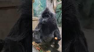 Langur monkey#christmas#fun#columbuszoo#animals#winter#kids#fun#shorts#ytshorts#trending#video