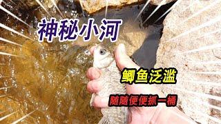 野外神秘小河鲫鱼泛滥，随随便便就能抓一桶，体验真实抓鱼的快乐【野王大坤】